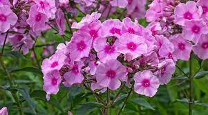 It's a misconception that flowers require sun to thrive, as there are several species that prefer the shade. 22 Plants That Bloom All Summer Long Perennials And Annuals