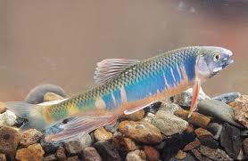 Zacco Platypus Digital Museum Of Zoology Ntu Coldwater Fish Freshwater Aquarium Fish Fish