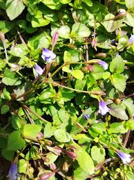 Image result for Torenia thouarsii