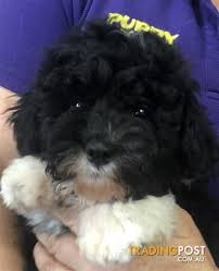 Puppies for sale from well bred working dogs, top breeding. Shoodle Mini Poodle X Shih Tzu Puppies At Puppy Shack Brisbane Shoodle Cottage Canines Australia Shih Toy Poodle Puppies Poodle Puppy Poodle Puppies For Sale