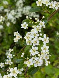 Image result for Pyracantha coccinea golden charmer