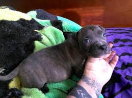 We have everything you need for a truly enjoyable experience with a new pitbull puppy for your home. Adba Pitbull Puppies For Sale In Indianapolis Indiana Classified Americanlisted Com