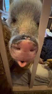 I hate ppl that sleep late, I be up 7am SHARP ready to have a Bbq in the  backyard😭