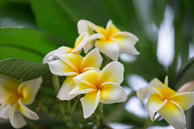 They can be seen in remote places like the himalayas and. 20 Summer Flowering Plants In India India Gardening