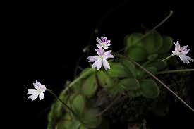 Image result for Lentibulariaceae