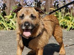 Border Terrier Dogs For Adoption
