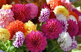 Image result for Dahlia