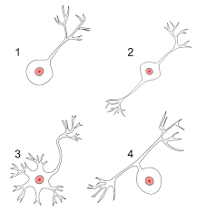 Neurons Boundless Anatomy And Physiology