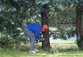 Des weiteren kommt es darauf an, warum ein baum gefällt werden soll. Baume Richtig Fallen Tipps Und Anleitung Garten Hausxxl Garten Hausxxl
