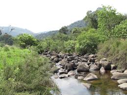 Image result for Psammotropha myriantha