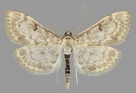 Image result for Anania perlucidalis