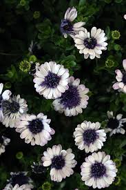 Image result for Osteospermum