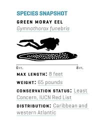 Interesting Facts About Moray Eels Scuba Diving The huge adventure, and the n. interesting facts about moray eels