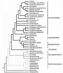 Image result for Secamone parvifolia