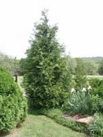 Prune down to ground level in the early spring, before flowering and budding. Green Giant Arborvitae