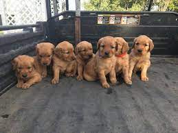 Our golden pups have done well with airline travel, and the airport personnel at our local airport (cle) go out of their way to make sure the pups get proper care and attention before their flight. Litter Of 9 Golden Retriever Puppies For Sale In Newell Ia Adn 38662 On Puppyfinder Com Gender Male S And Female S Puppies For Sale Retriever Puppy Puppies