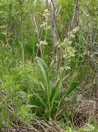 Image result for Valeriana