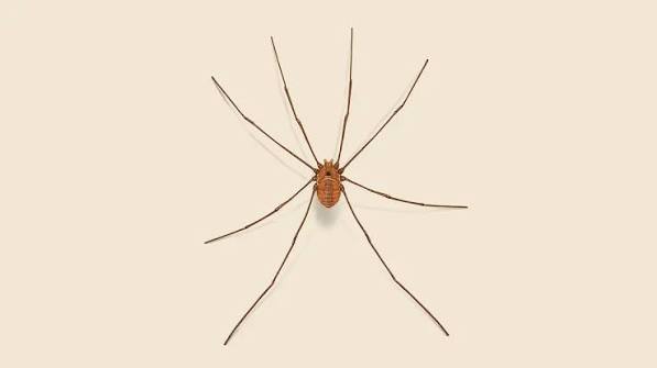 Daddy Longlegs | How to Identify Harvestman Spiders | Orkin