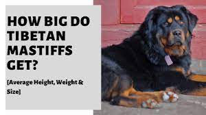 The average tibetan mastiff weight range is 100 to 160 pounds for males and from 75 up to 125 pounds for females. How Big Do Tibetan Mastiffs Get Average Height Weight Size