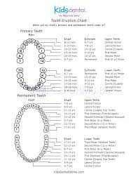 Preview Pdf Tooth Eruption Chart 1