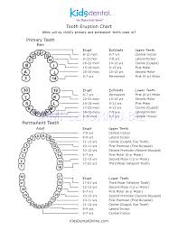 preview pdf tooth eruption chart 1