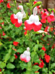 Salvia Hot Lips Www Ellenmarygardening Co Uk Flowers Salvia Plants