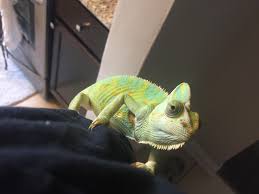 Help Identifying Growth On Veiled Chameleon Chameleons