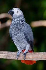 African Grey Parrot Psittacus Erithacus One Of The Most Famous Parrots In The Aviculture Pet Birds Best Pet Birds African Grey Parrot