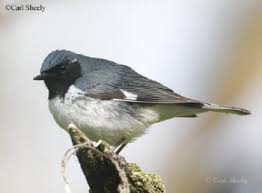 What birds are in my backyard in wyoming? Backyard Bird Feeders Twra
