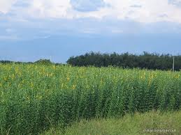 Image result for Crotalaria johnstonii