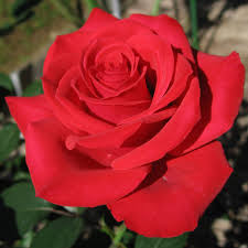 Maybe you would like to learn more about one of these? Spring Has Sprung See All 50 State Flowers In Bloom Beautiful Rose Flowers Hybrid Tea Roses Rose Flower