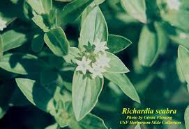 Image result for Richardia scabra