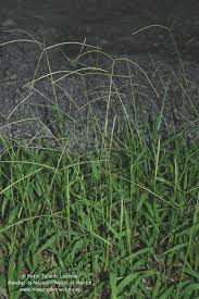 Image result for Paspalum conjugatum