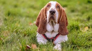 Image result for basset hound