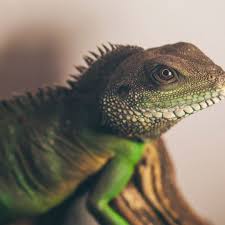 Check spelling or type a new query. Beginners Guide On How To Take Care Of A Chinese Water Dragon Miles With Pets