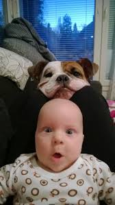 Bulldog puppies, English bulldog puppies, Funny dog pictures