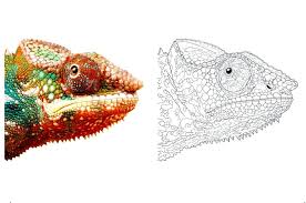 Maybe you would like to learn more about one of these? Chameleon Coloring Pages Free Coloring Pages Wonder Day Coloring Pages For Children And Adults
