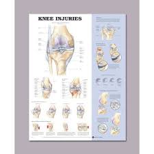 anatomical chart for knee injuries