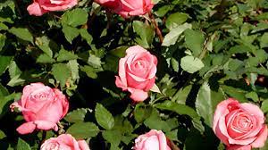 'belinda's blush' is a color sport of one of our favorite roses, 'belinda's dream'. Belinda S Dream Is A Lovely Disease Resistant Superstar Rose Lifestyle Tylerpaper Com