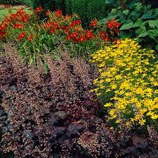 Coreopsis, commonly known as tickseed, are prized by many gardeners for the bright colors of their coreopsis form upright clumps and grow from 6 in. Moonbeam Tickseed Coreopsis Moonbeam High Country Gardens