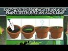 How To Plant Aloe Vera Seeds