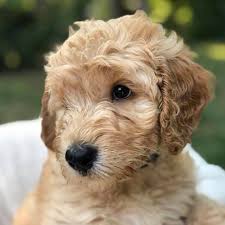 Maybe you would like to learn more about one of these? Oak City Labradoodles Goldendoodles Llc Home Facebook