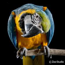 Zaluu The Macaw Zoo Studio Pet Photography Brisbane Animal Photography Parrots Art Wild Birds Photography