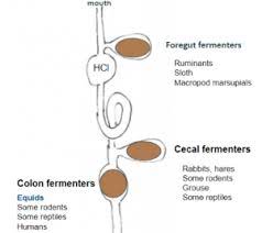 Hindgut fermenters also have a working, enlarged caecum which is the site of bacterial fermentation. Fermentation Vet Med Applied Gi Physiology Supplemental Notes