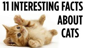 There are over 500 million domestic cats in the world. 11 Interesting Facts About Cats Kittenss Video