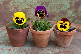 Soak the pots until water drains from the holes in the bottom. Growing Pansies How To Plant Grow And Care For Pansy Flowers The Old Farmer S Almanac