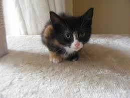 These adorable kittens are available for adoption in minneapolis, minnesota. Last One Cute Kitten For Sale Ready Now Wigan Greater Manchester Pets4homes