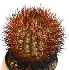 Image result for Eriocephalus microphyllus