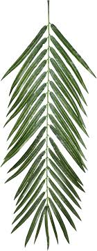 Pngtree provides you with 564 free transparent palm leaves png, vector,. Download Palm Leaves Qe Aesthetic Pngs For Edits Png Image With No Background Pngkey Com