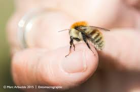 Image result for Bombus pascuorum pallidofacies